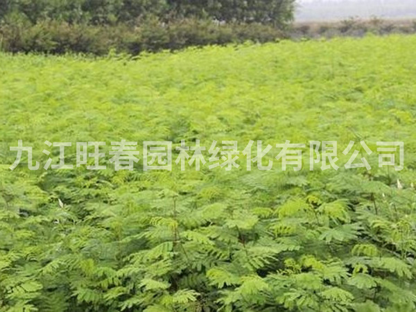 讓苗木生根的幾種方法？